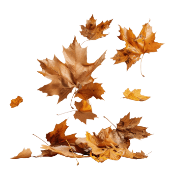 Autumn Leaves Falling from Trees in Various Shades of Brown and Yellow on a Black Background png