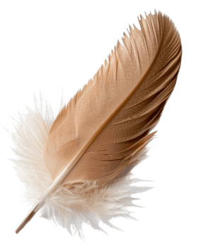 Elegant and Detailed Feather Isolated on a White Background for Artistic and Nature Conceptual Use png