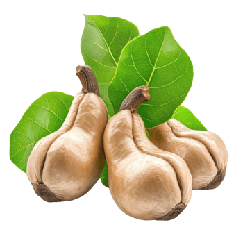 Cashew Nuts with Leaves Close Up on transparent Background. png