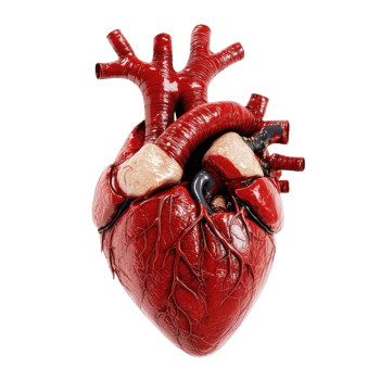 Human Heart Blood Anatomy on transparent Background. png