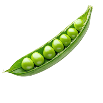 Fresh Green Peas in Open Pod on transparent Background. png