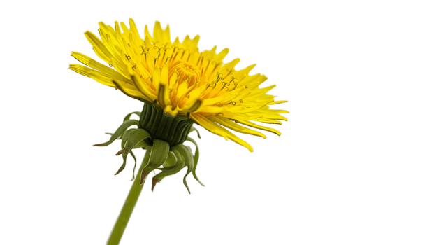 Bright yellow dandelion flower isolated png