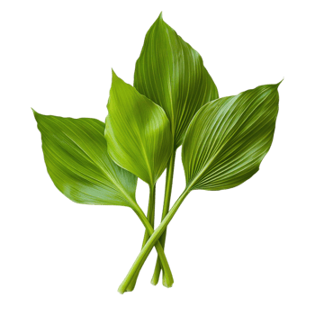 Vibrant Green Tiliacora Leaves on transparent Background. png