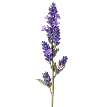 Close up Lavender Flower Stem on transparent Background. png