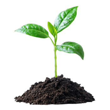 Green Plant Sprout Close Up on transparent Background. png