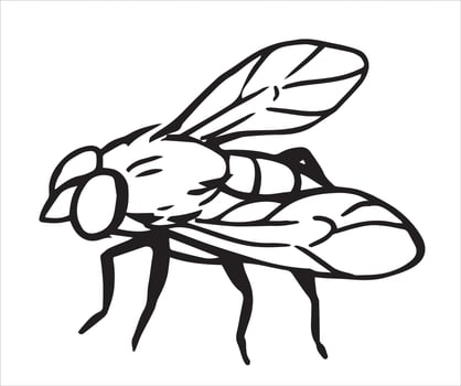 fly. illustration in sketch style. vector