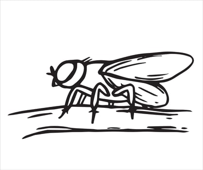 insect fly. illustration in sketch style. vector