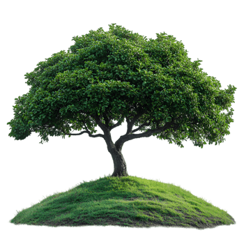 Lush green tree on grassy hill isolated nature png