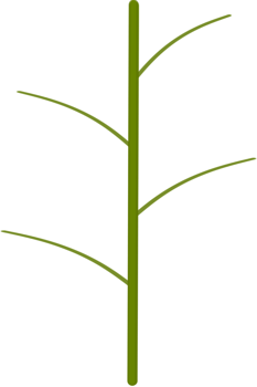 Beautiful shape and green colors tone of fresh stem with stalk png