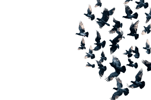 Pigeons flying, freedom concept, black background, elegant style, cut out transparent png