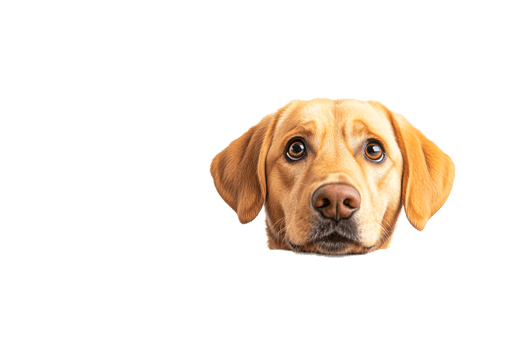 Portrait of a Yellow Labrador Retriever with Sad Expression, cut out transparent png