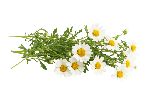 Blooming chamomile flowers with green foliage, freshness, cut out transparent png