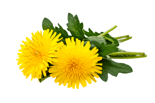 Two bright yellow dandelions with green leaves, cut out transparent png