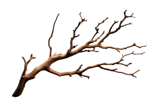 Brown textured bare branch snag, detail, natural, tree, trunk, cut out transparent png
