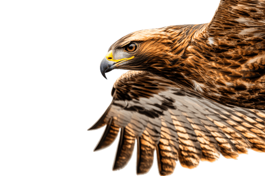 Eagle in flight, majestic bird of prey, isolated brown feathers, cut out transparent png