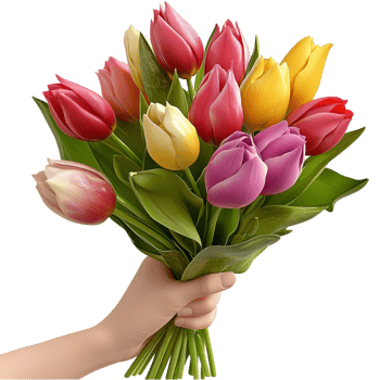 H holding colorful tulip bouquet vibrant fresh spring flowers png