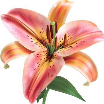 Beautiful blooming pink lily flower delicate curved petals png
