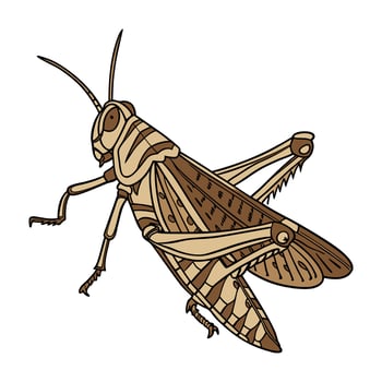 Chorthippus Brunneus Grasshopper Design on White vector