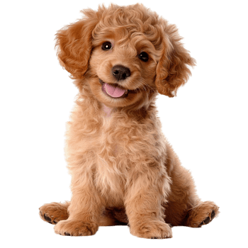 Adorable fluffy golden puppy sitting happily a joyful expression png
