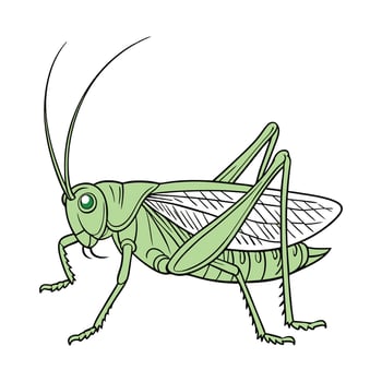Katydid Showcase on Clean White Background vector