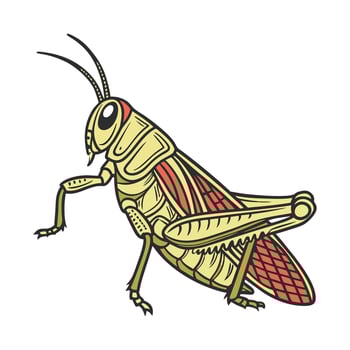 Schistocerca Gregaria on Bright White Surface vector