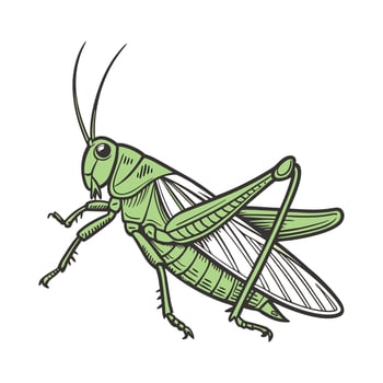 Tettigonia Viridissima Featured on Bright White Surface vector
