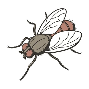Display of Thermobia Domestica on Clean White Background vector