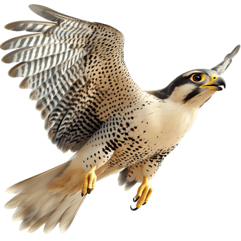 Majestic hawk soaring through the sky looking strong powerful perfect for nature bird enthusiasts png