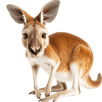 Brown kangaroo sting tall looking strong agile perfect for wildlife enthusiasts Australian animal lovers png