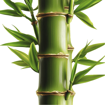 Lush green bamboo stalks symbolizing resilience strength good fortune natural beauty png