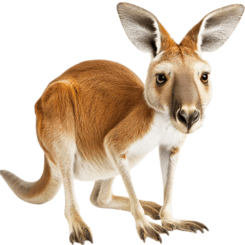 Adorable kangaroo sting on hind legs symbolizing wildlife agility Australian natural beauty png
