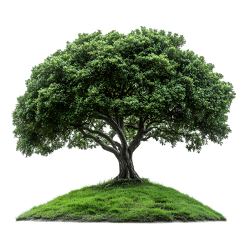 Lush Green Tree on Grassy Mound Nature Scene Tranquil Environment png