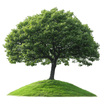 Green tree on grassy hill isolated nature scene png