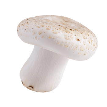 isolated portobello mushroom on transparent background png
