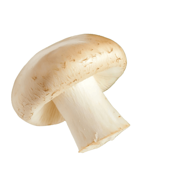mushroom, close-up on transparent background png