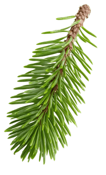 spruce branch with needles isolated on black png
