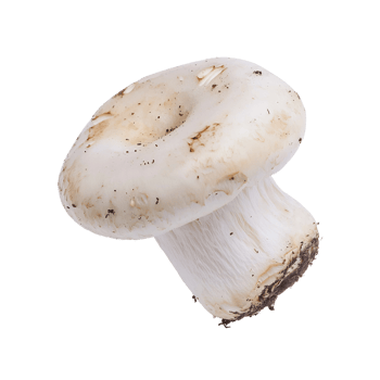 white mushroom isolated on transparent background. png