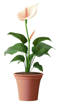A flower pot with a white calla lily plant png