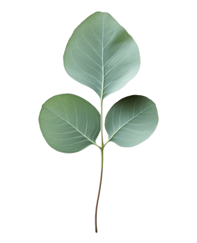 Eucalyptus twig isolated on a transparent background png