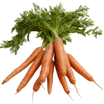 Fresh Organic Carrots With Green Tops Gathered in Bunch on White Background for Healthy Recipes png