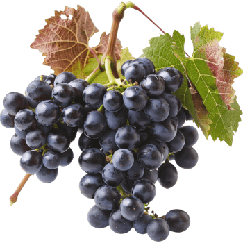 Fresh Black Grapes with Lush Green Leaves Isolated on White Background for Healthy Eating png