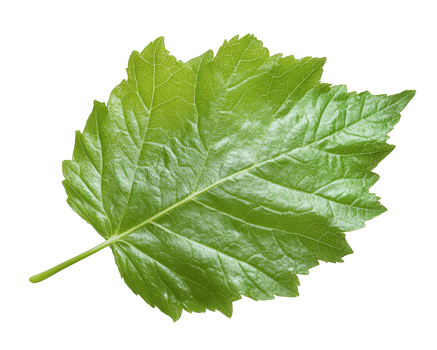 Fresh green leaf with detailed texture and vibrant color, isolated on transparency background, showcasing nature beauty and intricate patterns png