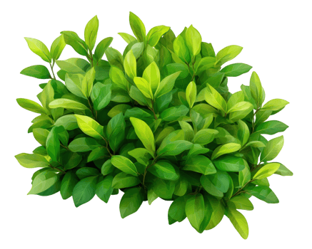 Lush green foliage with vibrant leaves png