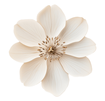 White Spring Flower Illustration Cut Out png