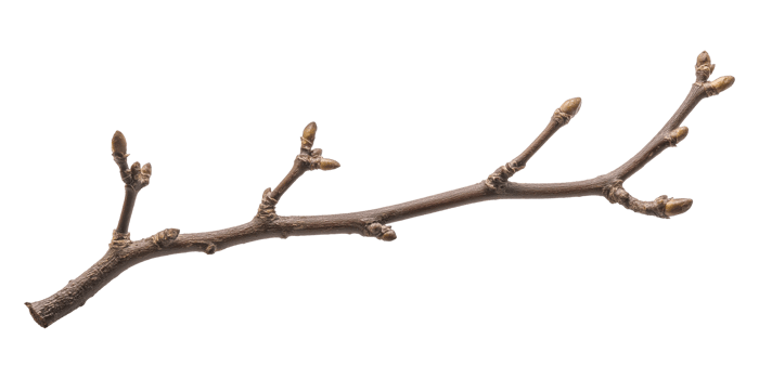 Branch with Buds png