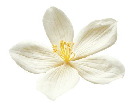 Vanilla Flower Isolated png