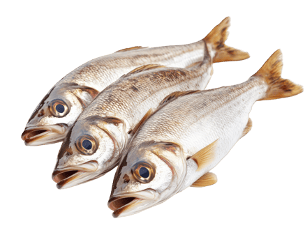 Fresh fish trio on transparency background, showcasing their shiny scales and vibrant eyes, perfect for culinary presentations or seafood dishes png