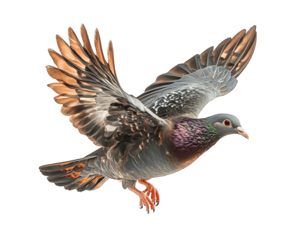 dove taking off with wings flapping, showcasing vibrant feathers and dynamic movement. This captures essence of freedom and grace in nature png