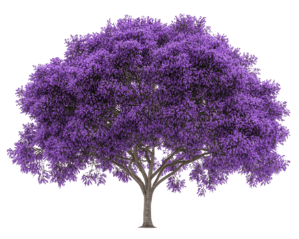 fully bloomed jacaranda tree with vibrant purple flowers, showcasing its stunning beauty and providing serene atmosphere. This tree is symbol of nature splendor png