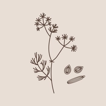 Botanical illustration of Caraway on isolated background. Hand drawn sketch of branch and seeds spicy plant Cumin for logo, sign, card, label, print, wrapping. Food ingredient, Anise, aroma oil vector